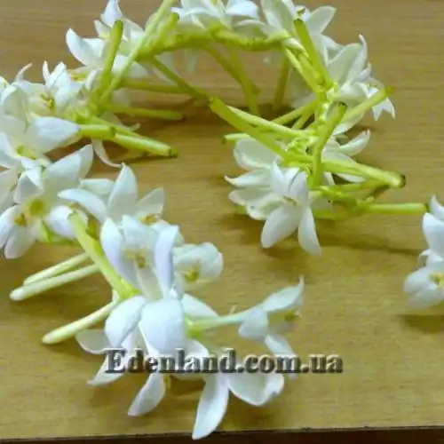 Изображение Миллингтония садовая - Millingtonia hortensis 