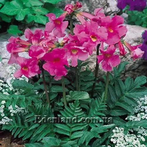 Зображення Інкарвілея Делавея - Incarvillea Delavayi