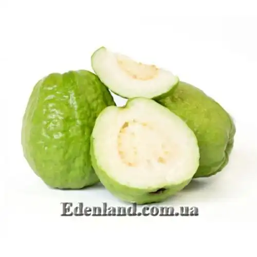 Зображення Псидіум Гуайава - Psidium guajava 