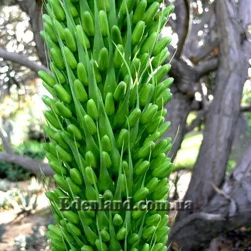 Изображение Агава оттянутая подвид оттянутая - Agave attenuata subsp. attenuate