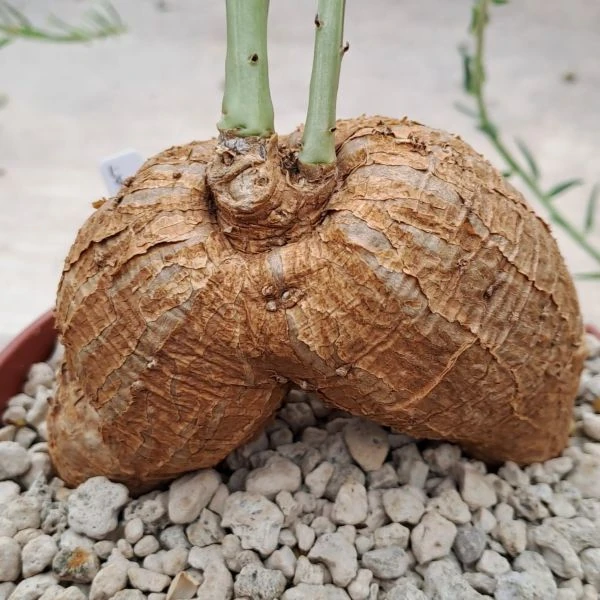 Зображення Талінум кафрський - Talinum caffrum  