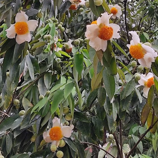 Зображення Мезуя залізна - Mesua ferrea 