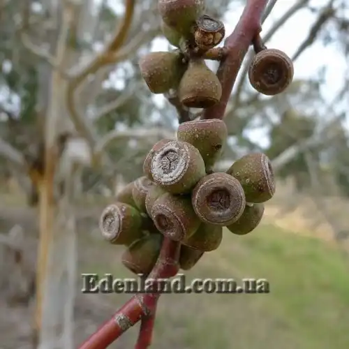 Зображення Евкаліпт малоквітковий - Eucalyptus pauciflora subsp. niphophila