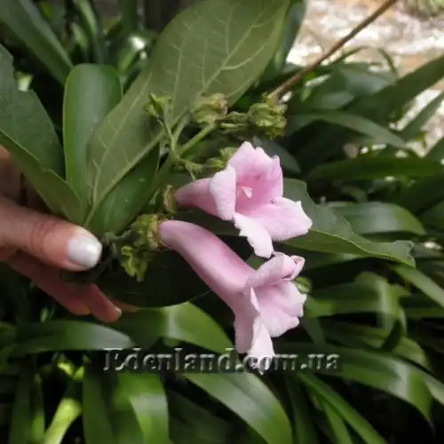 Зображення Делостома цільнолиста - Delostoma integrifolium