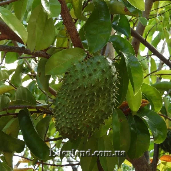 Зображення плід