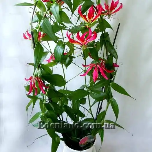 Изображение Глориоза Ротшильда - Gloriosa Rothscildiana