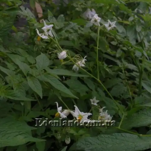 Изображение Паслен карипенс, Тзимбало - Solanum caripense
