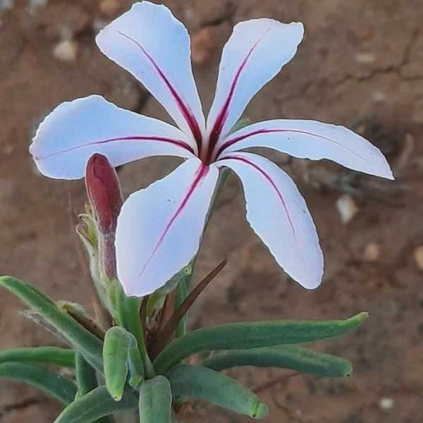 Зображення Пахіподіум сукулентний  - Pachypodium succulentum 