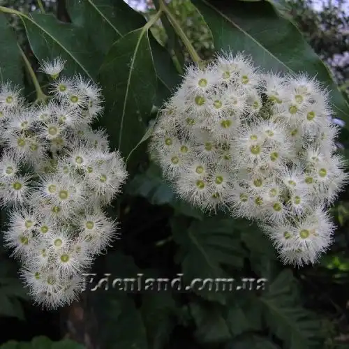 Изображение Эвкалипт радужный - Eucalyptus deglupta