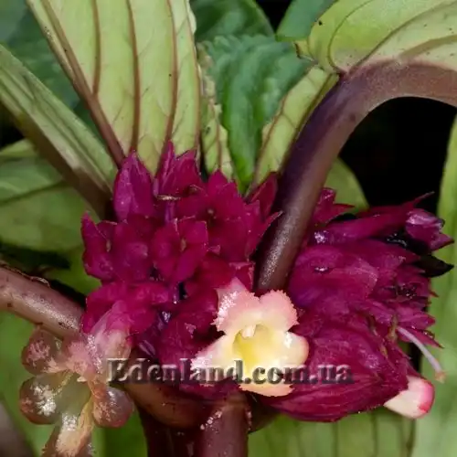 Изображение Дримония турриалве - Drymonia turrialvae