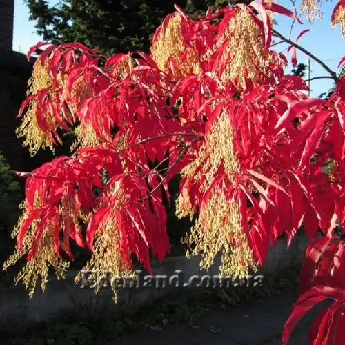 Изображение Оксидендрум древовидный - Oxydendrum arboreum