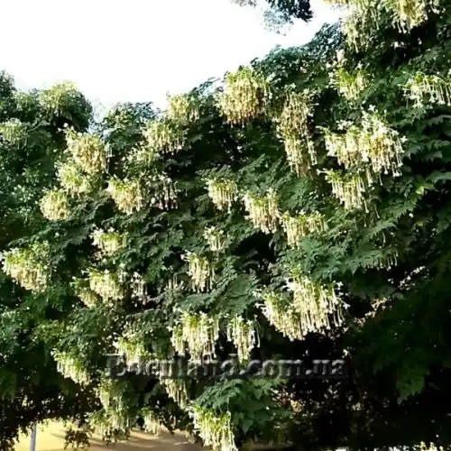 Изображение Миллингтония садовая - Millingtonia hortensis