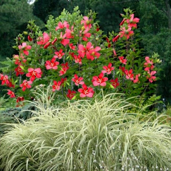 Изображение Гибискус шарлаховый (ярко-красный) - Hibiscus coccineus 