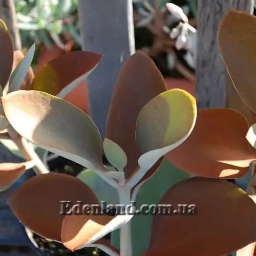 Изображение Каланхоэ оргиалис - Kalanchoe orgyalis