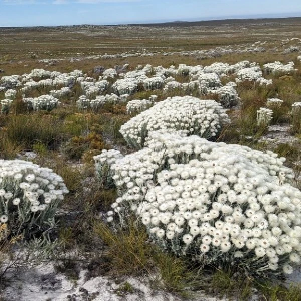 Изображение Синкарфа одетая  - Syncarpha vestita 
