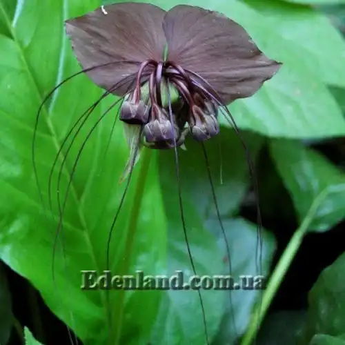 Зображення Такка Шантр'є - Tacca chantrieri