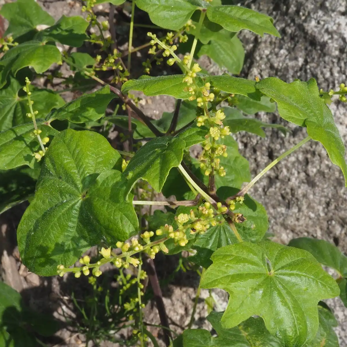 Изображение цветение