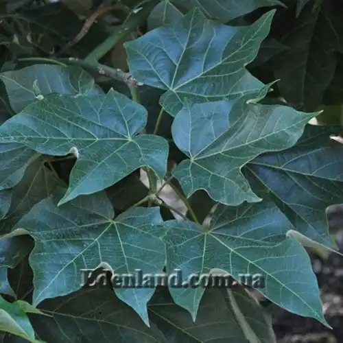 Изображение Брахихитон разноцветный - Brachychiton discolor