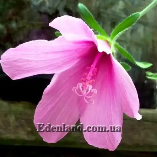 Зображення Гібіскус довгоножковий - Hibiscus pedunculatus 