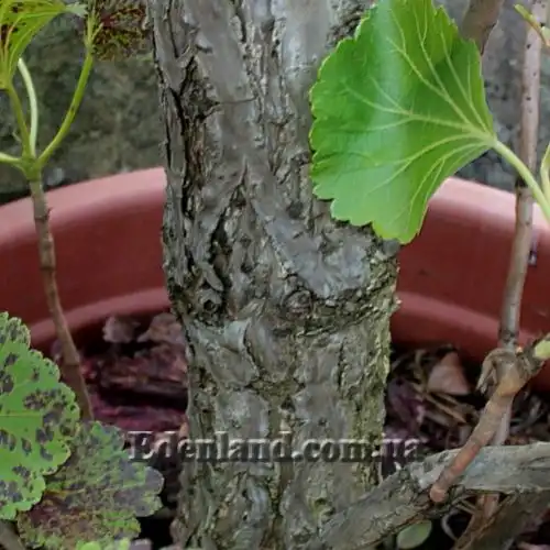 Изображение ствол