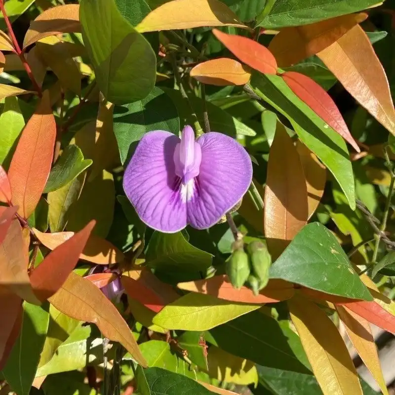 Изображение Центросема опушенная  - Centrosema pubescens