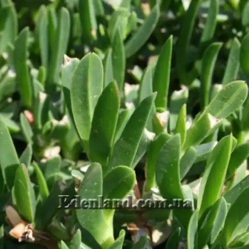 Изображение Карпобротус вкусный  - Carpobrotus deliciosus