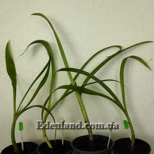 Изображение растения в продаже