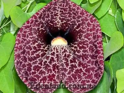 Новые поступления семян и растений в октябре 2020 года