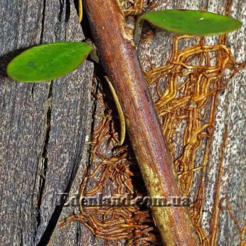 Зображення корни-присоски на коре