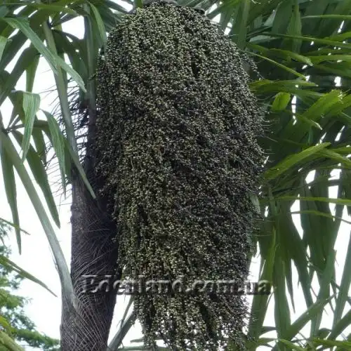 Изображение Валличия (валлихия) двухрядная - Wallichia disticha