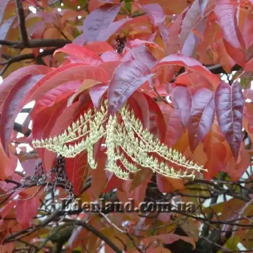 Изображение Оксидендрум древовидный - Oxydendrum arboreum