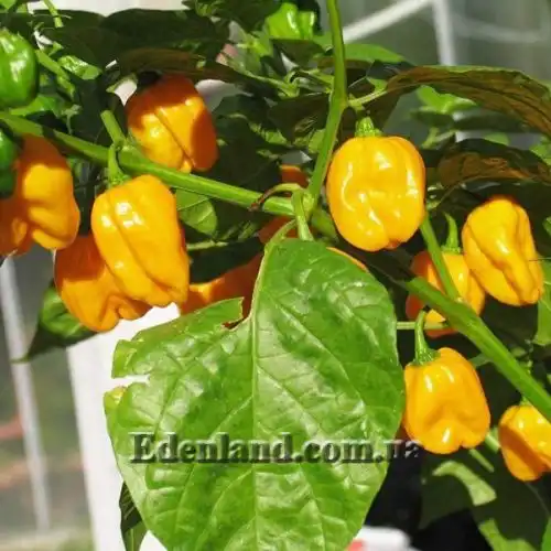 Изображение Перец Хабанеро желтый - Habanero Yellow