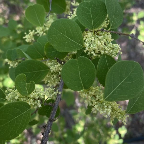 Зображення Флюгея отруйна - Flueggea virosa 