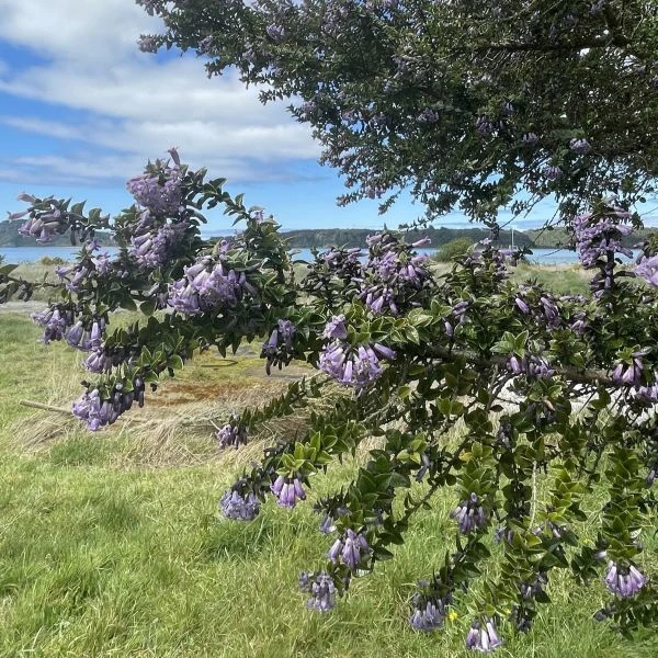 Изображение Рафитамнус колючий - Rhaphithamnus spinosus 