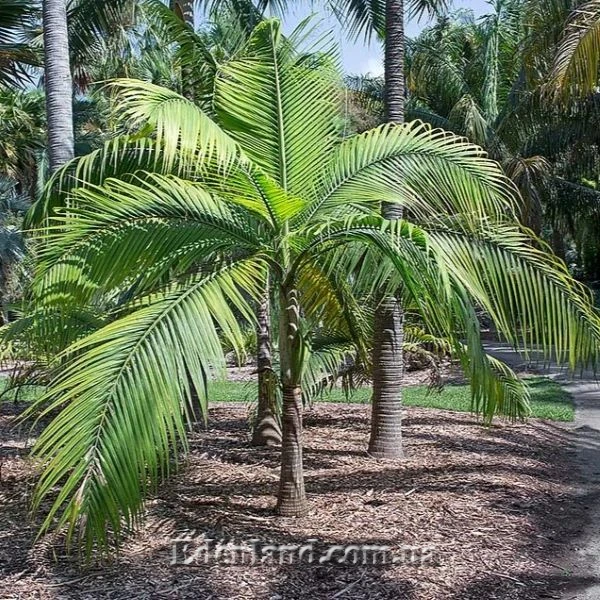 Изображение Диктиосперма белая  - Dictyosperma album