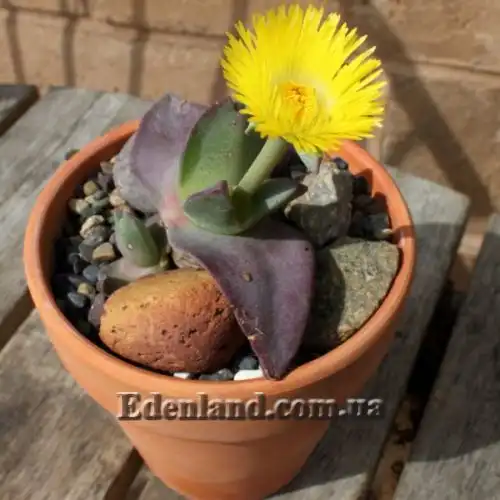 Изображение Хейридопсис своеобразный - Cheiridopsis peculiaris