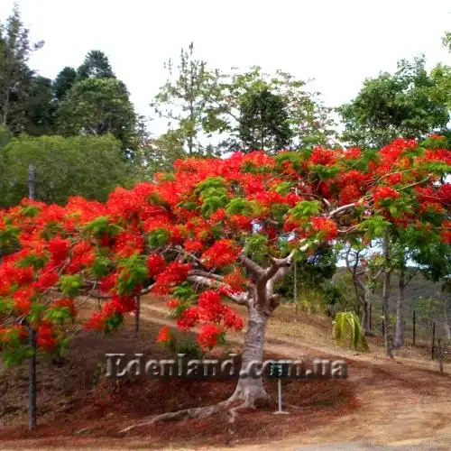 Изображение Цезальпиния прекраснейшая - Caesalpinia pulcherrima