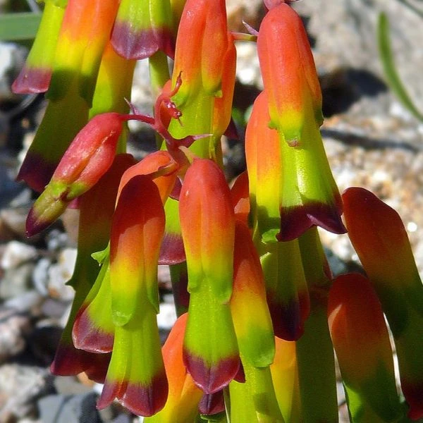 Зображення Лахеналія чотириколірна - Lachenalia quadricolor