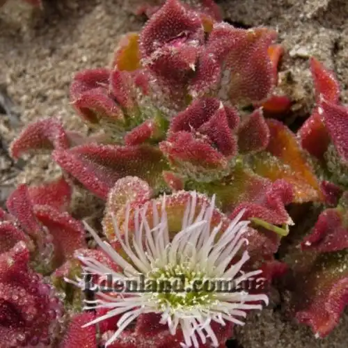 Изображение Мезембриантемум хрустальный - Mesembryanthemum crystallinum