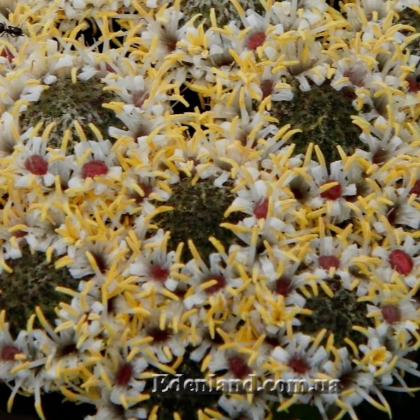 Изображение яркие капли нектара