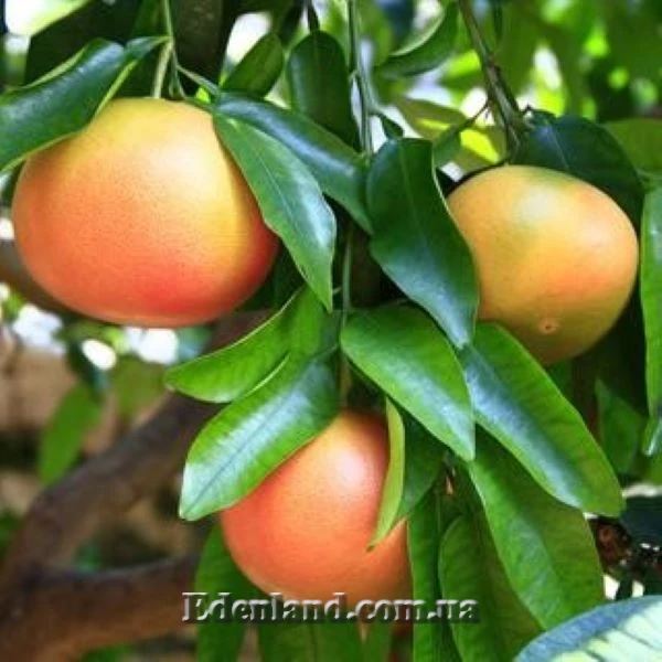 Изображение Грейпфрут Звездный рубин - Grapefruit Star Ruby