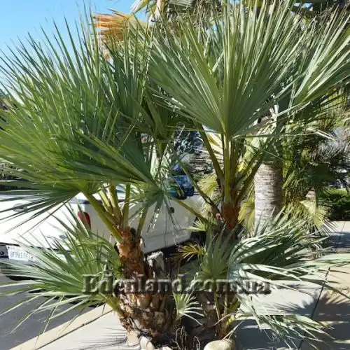 Изображение Наноропс Ритчи - Nannorrhops ritchiana