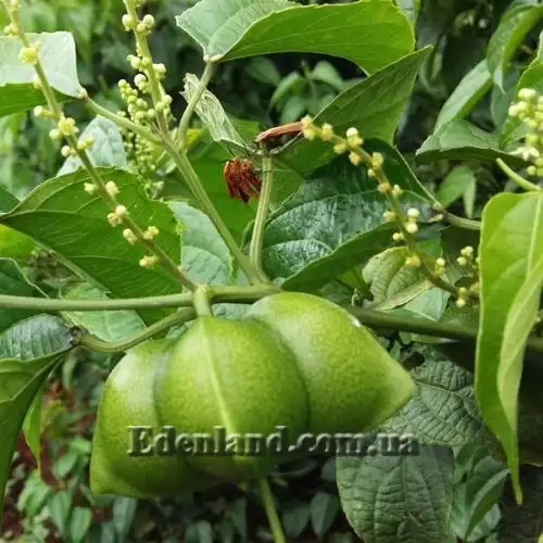 Изображение Плукенетия вьющаяся - Plukenetia volubilis