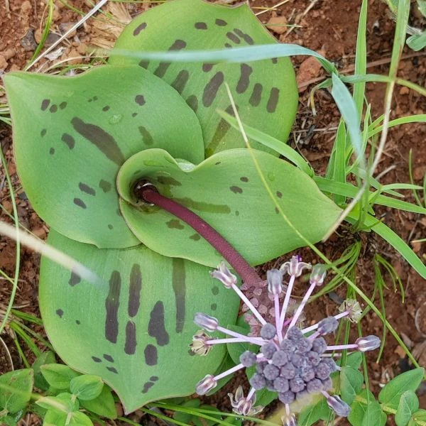 Изображение Ледебурия шершаволистная  - Ledebouria asperifolia