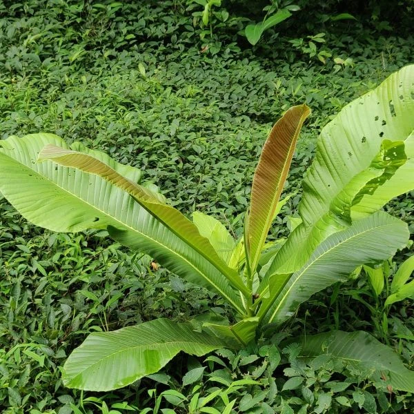 Изображение Дилления пятипестичная  - Dillenia pentagyna 