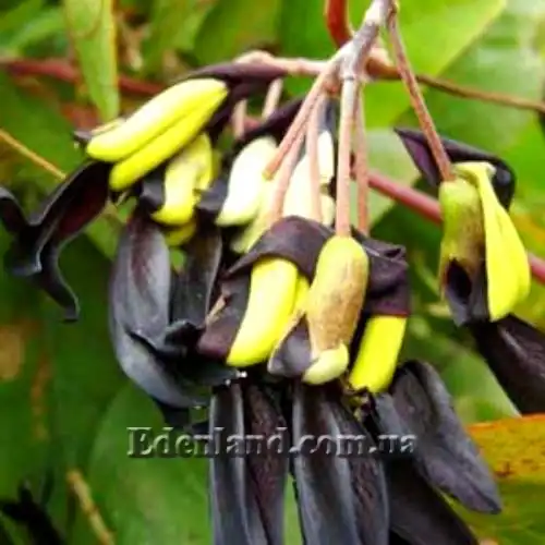 Изображение цветы