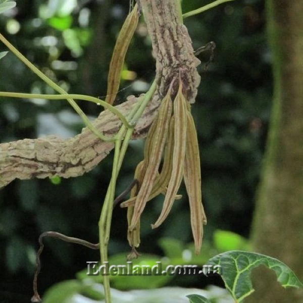 Изображение Аристолохия беложильчатая  - Aristolochia leuconeura
