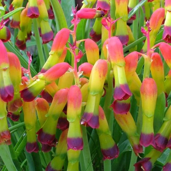 Зображення Лахеналія чотириколірна - Lachenalia quadricolor