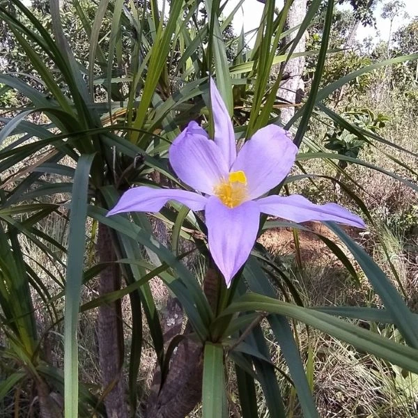 Зображення Велозія луската - Vellozia squamata