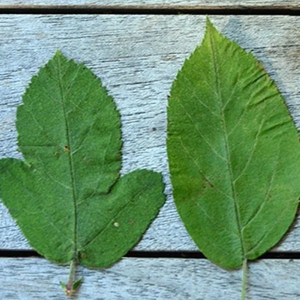 Изображение Яблоня Саржента - Malus sargentii  